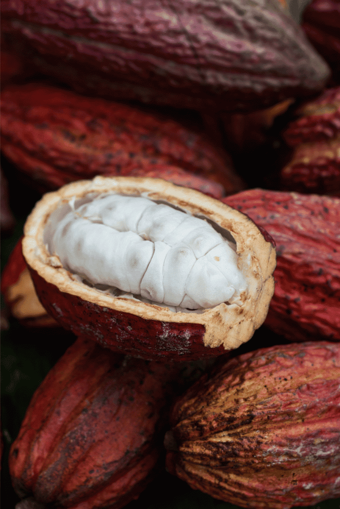 resize_Close-up of cacao pods ÔÇô Ecuador